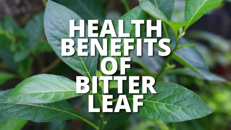 Health benefits of bitter leaf